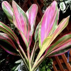 まろろ☆様 リクエスト 2点 まとめ商品