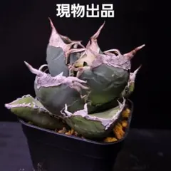 引退品★アガベチタノタ　シチリア　カクタスグリーンさん購入物　早い物勝ち 引退☆アガベ スーパーチタノタ スパチタ 子株 発根済 カクタス