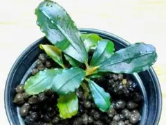 ベビースター様 リクエスト 2点 まとめ商品