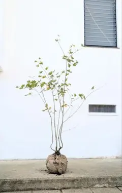 2025年最新】コハウチワカエデ 山採りの人気アイテム - メルカリ