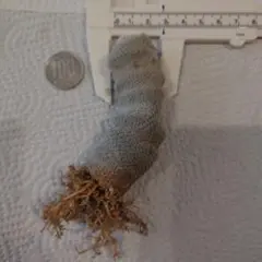 makoto様 リクエスト 4点 まとめ商品