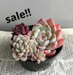 多肉植物★大苗含む エケベリア　韓国苗　寄せ植えセット❷ 抜き苗★多肉弁当