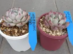 シャドー(命名株)×鬼のて(命名株)札付きポットごとメルカリ便ルイパパ