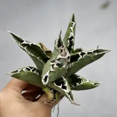 アガベ うねり　オアハカ　メキシコ実生　コンパクト　親株出品　ノーネーム アガベ うねり オアハカ メキシコ実生 コンパクト 親株出品 ノーネーム