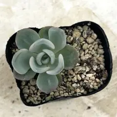 多肉植物 オルペット錦 カット - メルカリ