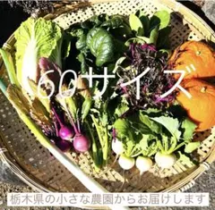 農薬不使用　化学肥料不使用　安心野菜詰め合わせ　60サイズ