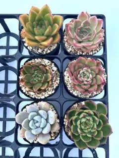 02 多肉植物☆安心根付き・6苗セット・エケベリア