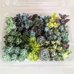 ②セダム詰合せ♪多肉植物☆