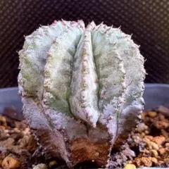 2026年最新】ユーフォルビア ホリダ 白衣の人気アイテム - メルカリ