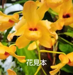 2026年最新】デンドロビューム苗の人気アイテム - メルカリ