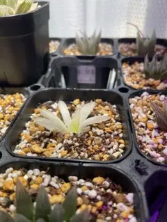 白蛇伝カキ子苗 多肉植物　ハオルチアのサムネイル
