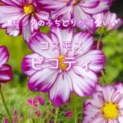 小林ヒロシ様 リクエスト 3点 まとめ商品