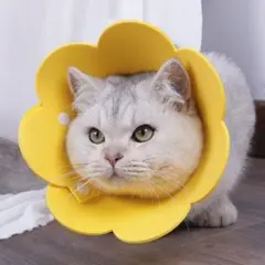 Item thumbnail for item dacc0377-4c09-4f4b-9156-6962d95402c0