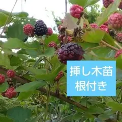 ブラックベリー　挿し木苗　とげなし