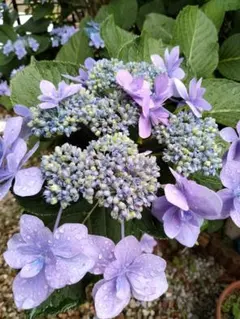 紫陽花カット枝5本 メルカリ便発送致します！ - メルカリ