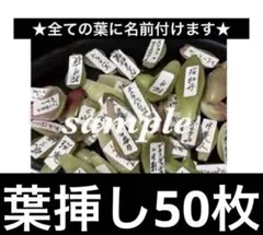 ★全て名前付き 多肉植物 葉挿し 25種類以上 50枚セットのサムネイル