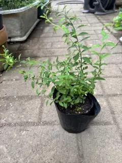 ユキヤナギ 苗木Bのサムネイル
