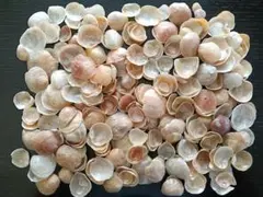 ナミマガシワ　貝殻　難あり　約400g