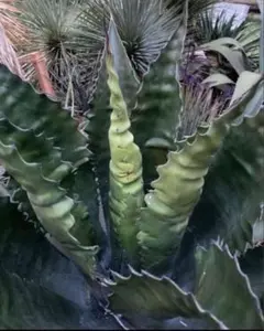 現品 ボンバックス 塊根植物 観葉植物 インテリアグリーン ドライ