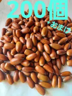 どんぐり　マテバシイ　200個+おまけ