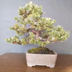 2025年最新】盆栽 杜松の人気アイテム - メルカリ