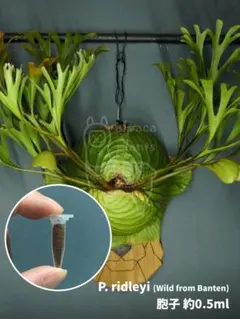 2025年最新】リドレイリトルプリンセスの人気アイテム - メルカリ