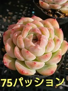 森のクマさん様 リクエスト 2点 まとめ商品