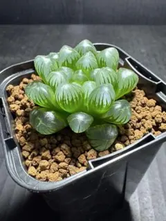 D*n様 ハオルチア オブツーサ