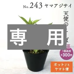 ポットごとヤマト便244】ヤマアジサイ 幼苗 天使のえくぼ 山紫陽花
