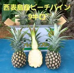 南国石垣島産 スナックパイン実生苗 1株 植えつけて鑑賞しながら収穫を待つだけ♡ 南国石垣島産 スナックパイン実生苗1株鑑賞しながら収穫を待つだけ♡ご