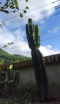 柱サボテン鬼面角　大型ブランチ♥全長125㌢！！　メルカリ便大きいサイズ発送 柱サボテン鬼面角 大型ブランチ♥全長125㌢！！ メルカリ便大きい
