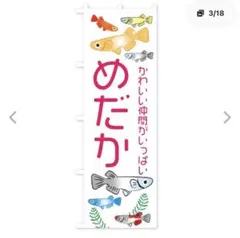 めだか　のぼり旗