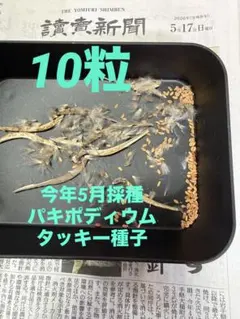 2026年最新】パキポディウム タッキーの人気アイテム - メルカリ