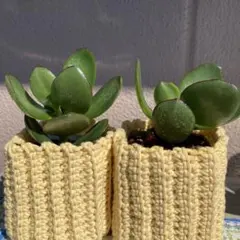 金の成る木　カネノナルキ　多肉植物Ｂのサムネイル