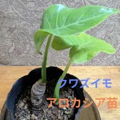 クワズイモ の苗です。アロカシアのサムネイル