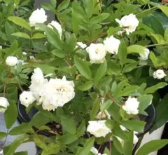 モッコウバラ(白花・八重)の抜き苗B