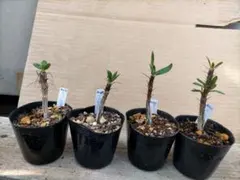 2026年最新】フォークイエリアの人気アイテム - メルカリ