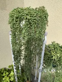 グリーンネックレス系3種類カット苗詰め合わせ