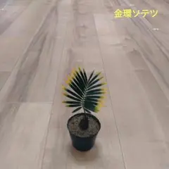 2026年最新】黄金ソテツの人気アイテム - メルカリ