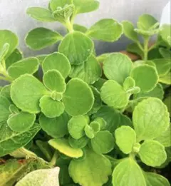 アロマティカス 抜き苗 3本