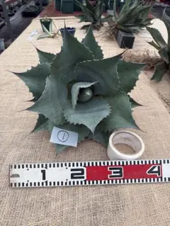 2025年最新】アガベ オバティフォリアの人気アイテム - メルカリ