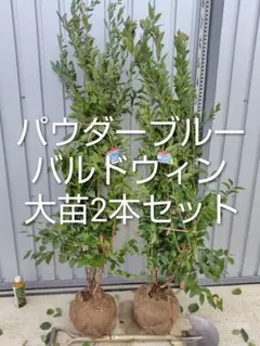 みやもん様 リクエスト 2点 まとめ商品