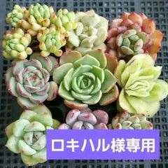ロキハル様 リクエスト 3点 まとめ商品