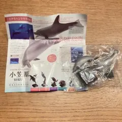 ネイチャーテクニカラー　小笠原　特装版　ミナミハンドウイのサムネイル