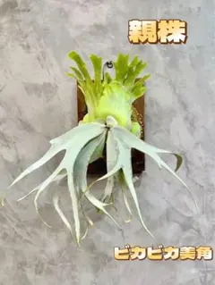 ビカクシダ P. Willinckii 'Spur' pup 株分子株出品 - メルカリ