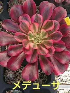 モナミ様 リクエスト 4点 まとめ商品