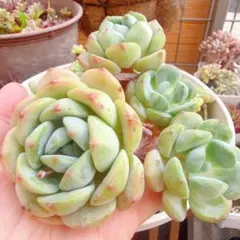 ウォングム農場◎グラムピンク◎多肉植物 カット苗 輸入苗 エケベリア