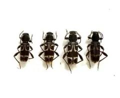 2026年最新】カミキリ 昆虫標本の人気アイテム - メルカリ