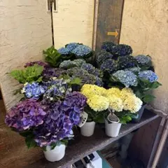 特選】 アジサイ 5種6鉢 紫陽花 紫紺のゆらぎ 妖精の羽音 - メルカリ