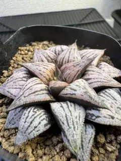 ガステリア ドロミチカ 極短葉 多肉植物 サボテン 本物 希少 レア